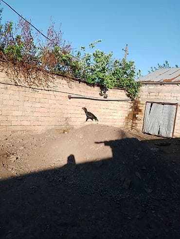 qara afcarka: Aseel tipli xoruz - Cins: Aseel (uzun boylu, əzələli quruluş, qalın — 1