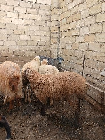 teze bazar it satisi: 2 dene qomral quzu.1 denesi erkey buynuzlu olan,digeri dişi.Diri — 1