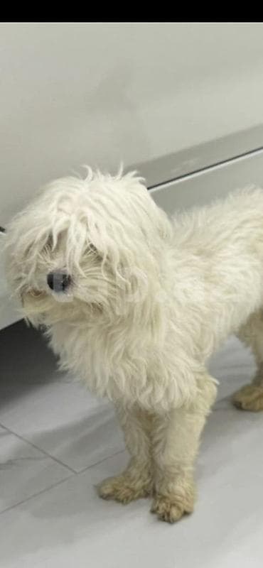 Malta bolonka, 1 il, Erkek, Peyvəndli, Ünvandan götürmə