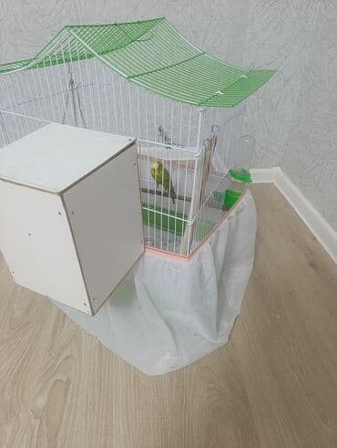 heyvan döşəyi: Dalmatin papağanları üçün tam dəst qəfəs və iki ədəd tutuquşu - — 3