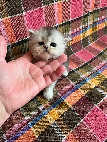 Gümüş rəngli uzun tüklü balaca pişik bala - Cins tipi: uzun tüklü — 8