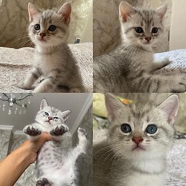 pişik alıram: Şinşilla, Dişi, Ünvandan götürmə — 8