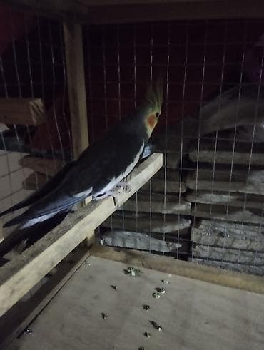 ababil quşu: Salam El quwuda var icinde 2 dene ikside erkekdi onlarin qiymeti — 5