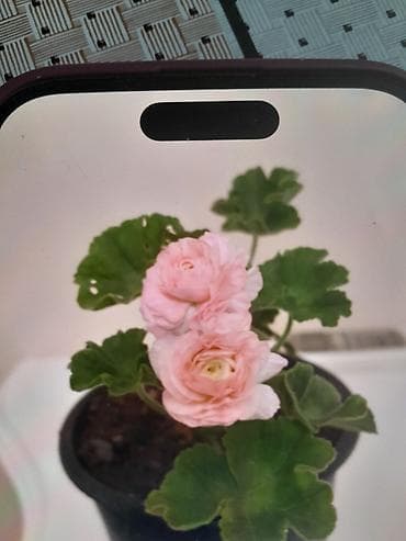 Pelargonium (qızılgül çiçəyi tipli ətirşah) – saksı bitkisi - Rəng lalafo.az -da Pelargonium (qızılgül çiçəyi tipli ətirşah) – saksı bitkisi - Rəng