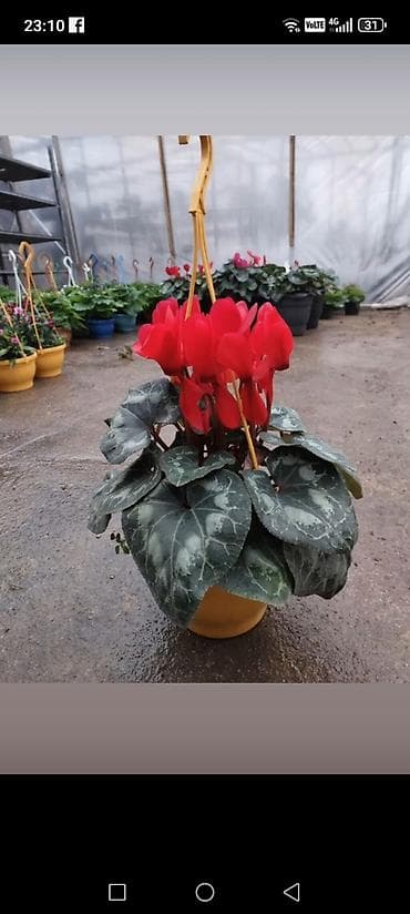 yaz fesline aid sekiller: Siklamen gülləri solmayan güllər hər fəsildə gül açır — 5