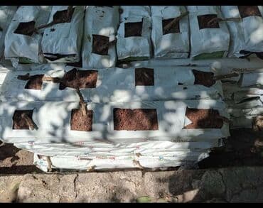 Digər gübrə: Kakabitler. Koko CHAMPİON Meşokun Biri 40 qəpik. Meşokda 2 kq olur — 12