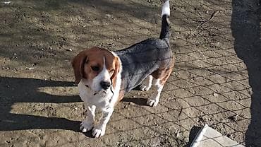 Heyvanlar üçün mallar: Bigl, 4 il, Erkek, Sənədli, Ünvandan götürmə — 1