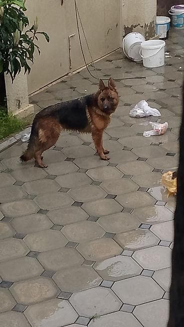 pulsuz it balalari: Alman çoban iti, Erkek — 2