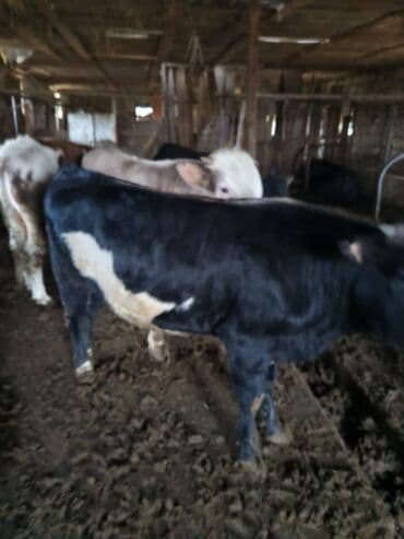 10 baş əl danasi — 6