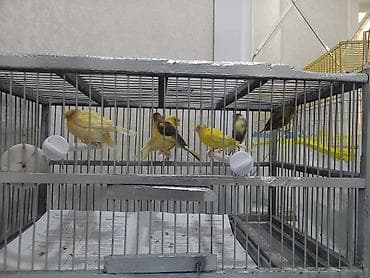 gence quşlar: Hamısı mayalardı biri 35m - Xüsusiyyətlər: melodik səs, ev şəraitinə — 2