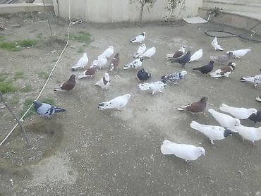goyercin satisi: Gördüyünüz quwalarin bezileri satilir isdeyen osla elaqe saxlaya — 2