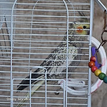 danışan quşlar: Nymph (kakadunimf) tutuquşusu (erkek ile disi), iri qəfəs və — 2