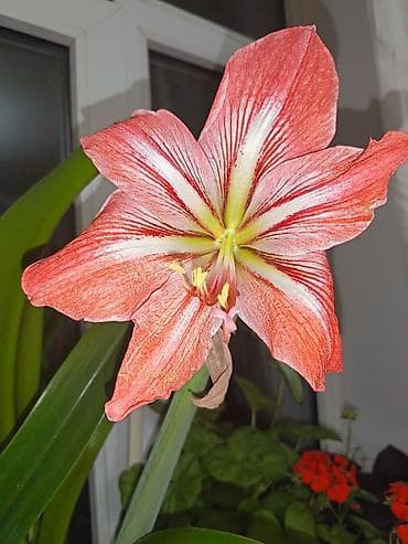 Yeni ramana yolun ustunde kiraye ev verilir. Qizlar texnukomuna