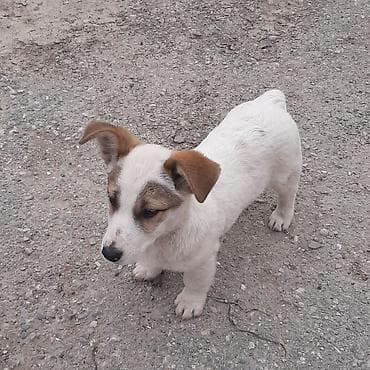 Zvonok, 3 ay, Erkek, Cütləşmə üçün, Ünvandan götürmə