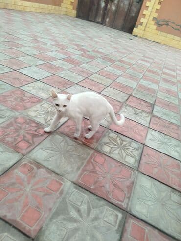 ucuz pişiy: Ağ rəngli ev pişiyi. - Tam ağ, qısa tüklü, incə bədən quruluşu - — 2