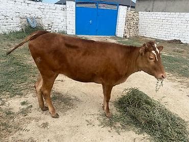 tap.az danalar: Dana, buzov, Dişi, ay: 8, Damazlıq — 4
