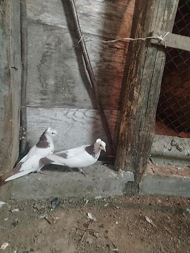 Heyvanlar üçün mallar: Satılır 1 erkək 1 maya — 1