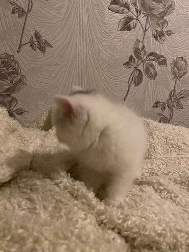 продам котенка британца: Dişi, Ödənişli çatdırılma — 4