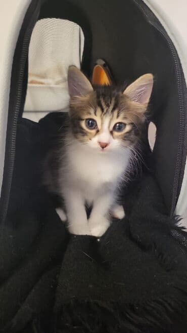 котенок в хорошие руки: Yaxşı əllərə — 3