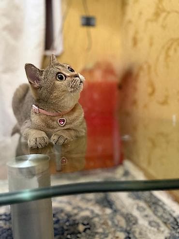 pisiyler: Britan — 2