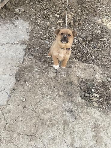 Zvanok erkeydi — 2