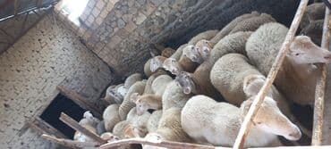 balasına sud verməyən qoyun nə adlanır: Qoçun almış dişi toğlular. 23 baş dişi 2 baş qoç kom satılır — 2