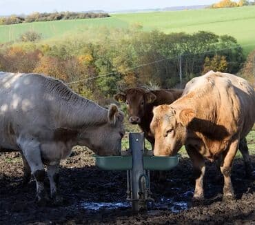Yem qabı, Su üçün, Heyvanlar üçün, Ünvandan götürmə, Pulsuz çatdırılma, Ödənişli çatdırılma lalafo.az -da Yem qabı, Su üçün, Heyvanlar üçün, Ünvandan götürmə, Pulsuz çatdırılma, Ödənişli çatdırılma