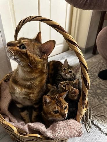 sfinks pişik: Benqal — 2