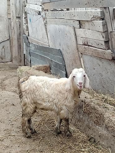 kecı: Erkək, Hələb, il: 2, 16 kq, Damazlıq, Ünvandan götürmə — 1