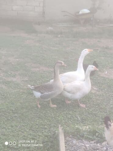 Lincoln: Qaz erkek dişi tam sağlam — 1