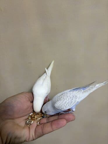 значок хары бюльбюль купить: 1 ədəd ağ qalıb erkək — 4