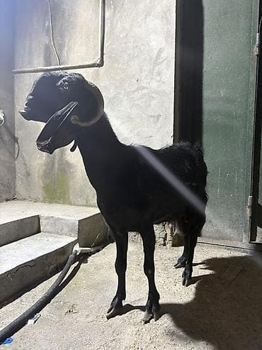 Dişi, il: 4, 25 kq, Damazlıq, Ödənişli çatdırılma — 2