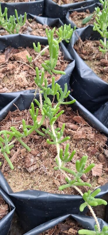 günəbaxan haqqinda məlumat: Məhsul: Dekorativ gül (sukkulent tipli, asma/sürünən) Təsvir: - — 5