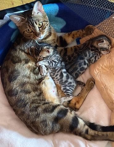 ucuz pişiklər: Benqal, Erkək, Yaxşı əllərə, Ünvandan götürmə — 3