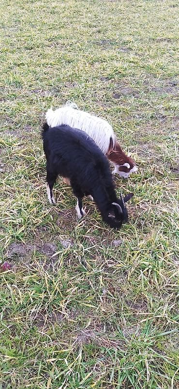 Satılır: 2 baş keçi - Növ: yerli dağ/çoban tipli keçilər - Rənglər