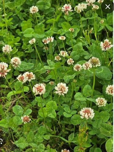 gül toxumları satışı: Gulu yonca 3 rengli və bir rengli danimarka sortu revendel catirilma — 4