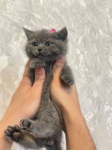 pişik paltarları: Britan, Erkək, Yaxşı əllərə, Ödənişli çatdırılma — 4