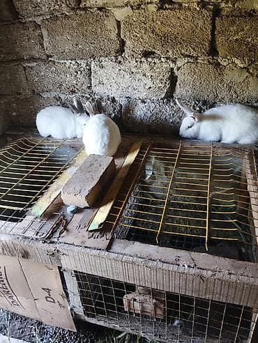 etlik cuceler: Ağ rəngli dovşanlar – yetişdirmə və ev heyvanı üçün - Rəng: tam ağ — 4