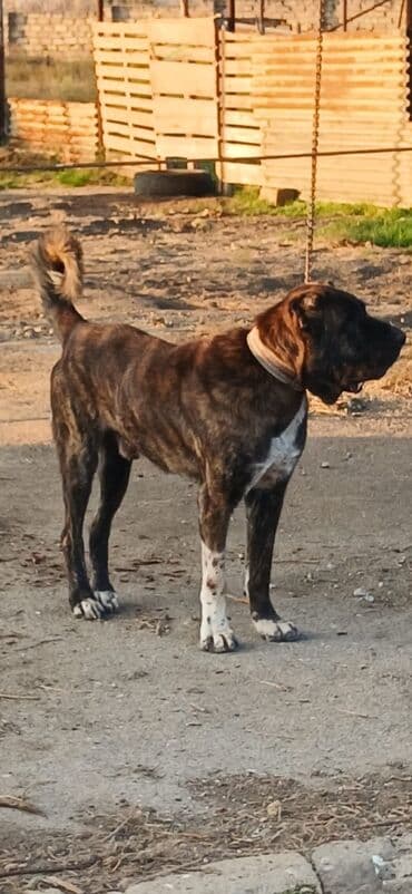 it davası 2020: Qurdbasar, 1 il, Dişi, Peyvəndli, Ödənişli çatdırılma — 14