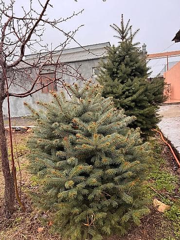 yasemen ağacı: Ölcü ve qiymet: 1.70m Gümüşü - 250azn 1.20m Gümüşü - 180 azn 1.30m — 5