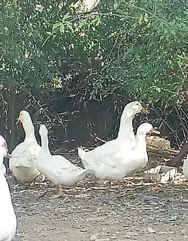 K/t heyvanları üçün mallar: Kuban və Pekin ördəkləri satılır
1.5 kiloluq — 1