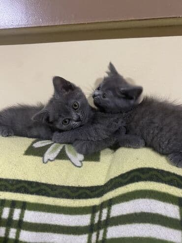 продам котенка британца: Британская, Самец, Самка, В добрые руки — 2