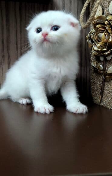 pitbul balaları: Erkək — 3