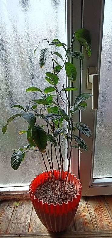 cinar ağacı: - Bitki: Həmişəyaşıl, parlaq tünd-yaşıl yarpaqlı, çoxgövdəli limon — 1