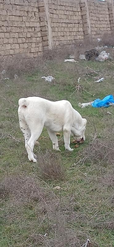 biq 6: Alabay, 6 ay, Dişi, Cütləşmə üçün, Ödənişli çatdırılma — 6