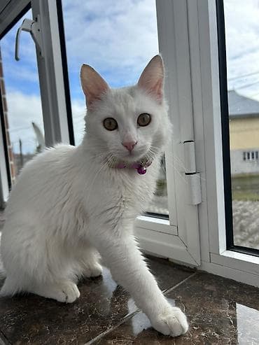 lalafo heyvanlar: Türk anqora, Erkək, Yaxşı əllərə, Ödənişli çatdırılma — 2