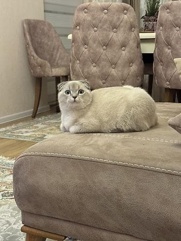 cins pişik satışı: Şotland yastı qulaq — 4