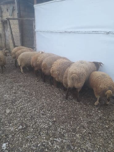 Inəklər, öküzlər: Məhsul: erkək toğlular 9 toğlu 1 qoç Təsvir: - Şəkillərdə eyni dam — 3