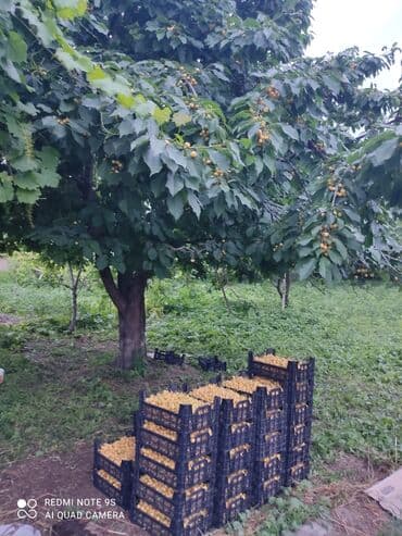 xırdalan kirayə evlər 1 otaqlı: 15 sot, Tikinti, Barter mümkündür, Kupça (Çıxarış) — 7