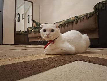 şotland pişik: Şotland yastı qulaq — 2